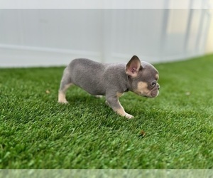 French Bulldog Puppy for sale in CORAL SPRINGS, FL, USA