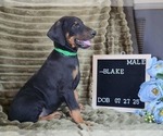 Small #2 Doberman Pinscher