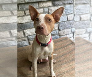 American Pit Bull Terrier-Unknown Mix Dogs for adoption in Claremore, OK, USA