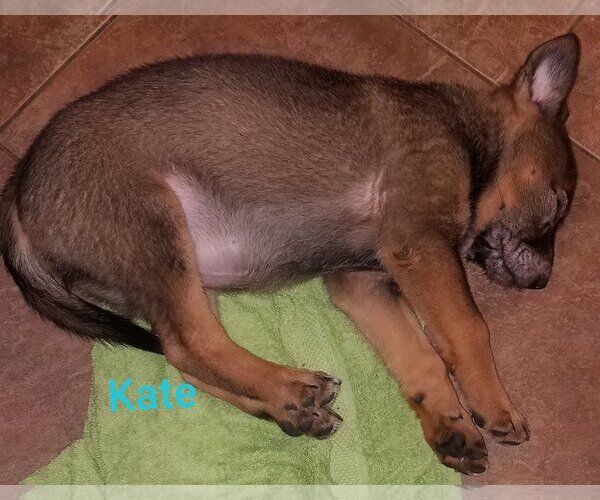 Medium Photo #14 German Shepherd Dog-Unknown Mix Puppy For Sale in Spring, TX, USA