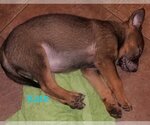 Small #13 German Shepherd Dog Mix