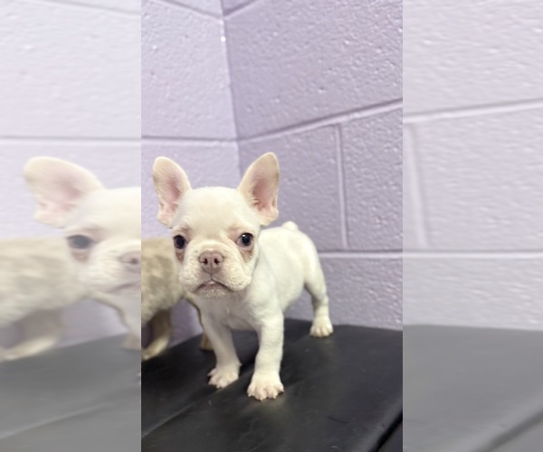 Medium Photo #1 French Bulldog Puppy For Sale in DECATUR, IL, USA
