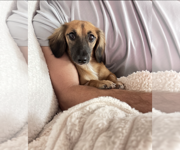 Medium Photo #8 Dachshund-Unknown Mix Puppy For Sale in Weston, FL, USA