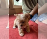 Small #1 Yorkshire Terrier