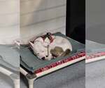 Small #3 American Pit Bull Terrier Mix