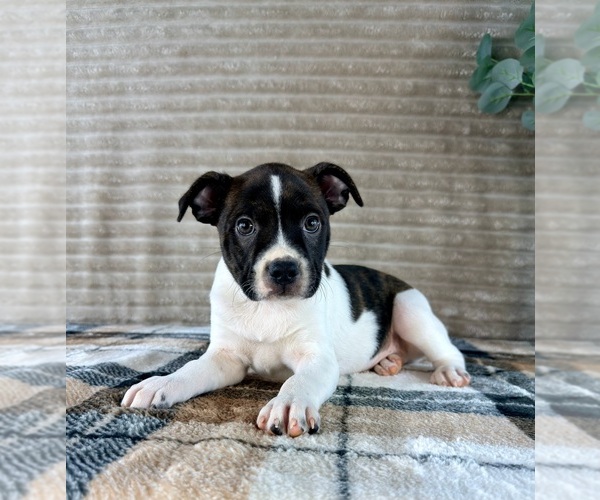 Medium Photo #5 Brat Puppy For Sale in GREENFIELD, IN, USA