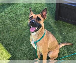 German Shepherd Dog Dogs for adoption in Orange, CA, USA