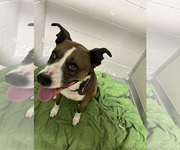 Medium Photo #2 American Staffordshire Terrier-Unknown Mix Puppy For Sale in Pierceton , IN, USA