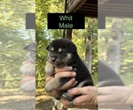 Puppy Whit Shiba Inu