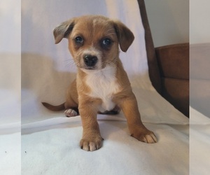 Chiweenie Puppy for sale in PINSON, AL, USA