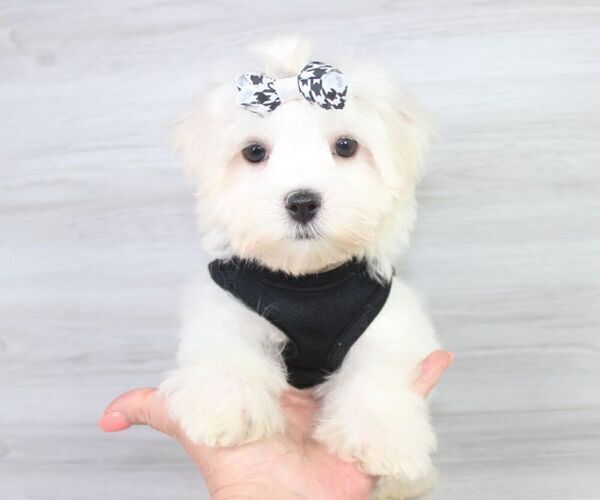 Medium Photo #7 Maltese Puppy For Sale in LAS VEGAS, NV, USA
