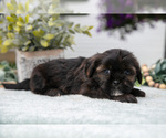 Small Photo #6 Shorkie Tzu Puppy For Sale in BERNE, IN, USA