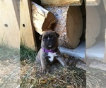 Small Photo #27 Buggs Puppy For Sale in AFTON, WY, USA