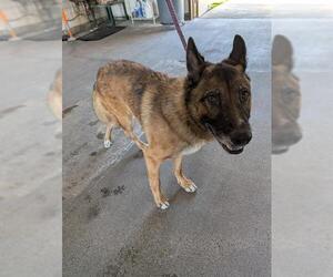 German Shepherd Dog Dogs for adoption in Camarillo, CA, USA