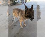 Small German Shepherd Dog