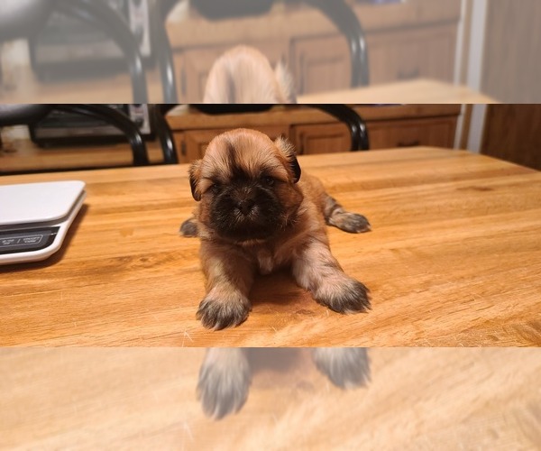 Medium Photo #25 Shih Tzu Puppy For Sale in BELLEVILLE, MI, USA