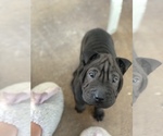 Small Photo #4 Chinese Shar-Pei Puppy For Sale in SAN DIEGO, CA, USA