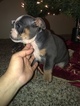 Small Photo #1 Bulldog Puppy For Sale in SALT LAKE CITY, UT, USA