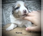 Small Photo #9 Australian Shepherd Puppy For Sale in ARBA, IN, USA