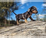 Small #3 Catahoula Leopard Dog