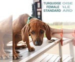 Puppy Turquoise Rhodesian Ridgeback