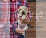 Small Photo #11 Labrador Retriever Puppy For Sale in GIBSONVILLE, NC, USA