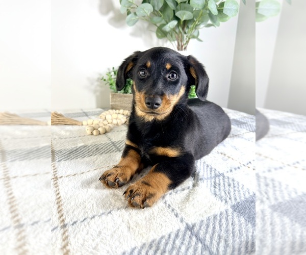 Medium Photo #3 Dorgi Puppy For Sale in GREENFIELD, IN, USA