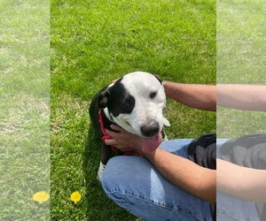 Farmer - Male American Pit Bull Terrier-Unknown Mix Dog for Adoption - Photo #2