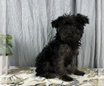 Small Photo #3 Yorkshire Terrier Puppy For Sale in GREENWOOD, IN, USA