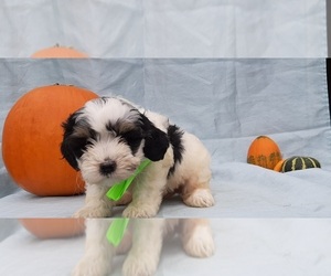 Bernedoodle Puppy for sale in LANCASTER, PA, USA