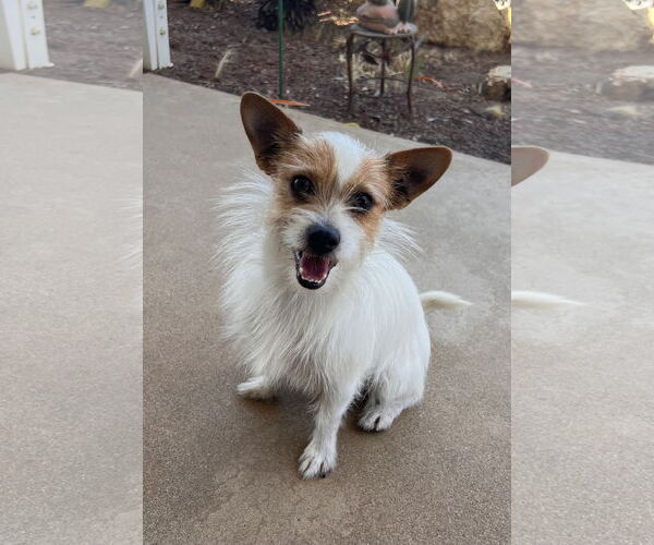 Medium Photo #2 Mutt Puppy For Sale in Menifee, CA, USA