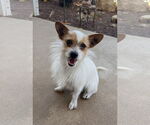 Small #1 Mutt