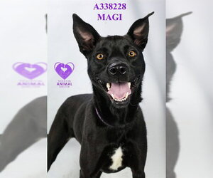 MAGI - Female Labrador Retriever Dog for Adoption - Photo #2