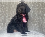 Small Photo #4 Golden Retriever-Goldendoodle Mix Puppy For Sale in LAKELAND, FL, USA
