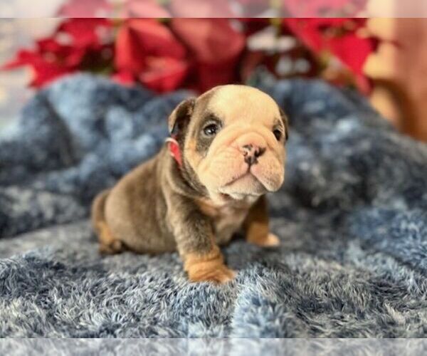 Medium Photo #2 English Bulldog Puppy For Sale in OOLOGAH, OK, USA