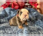 Small #1 English Bulldog
