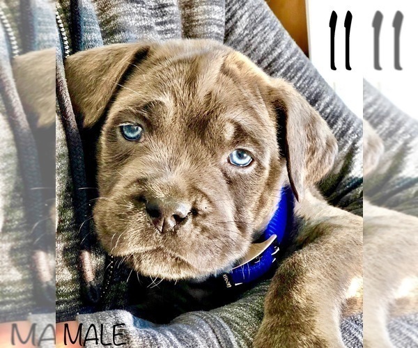 Medium Photo #1 Cane Corso Puppy For Sale in HESPERIA, CA, USA