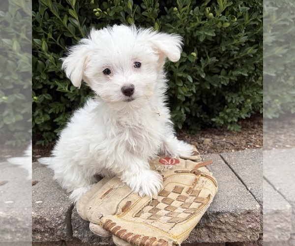 Medium Photo #3 Maltese Puppy For Sale in MIDDLEBURY, IN, USA