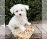 Enzo - Male Maltese Puppy for Sale - Photo #3