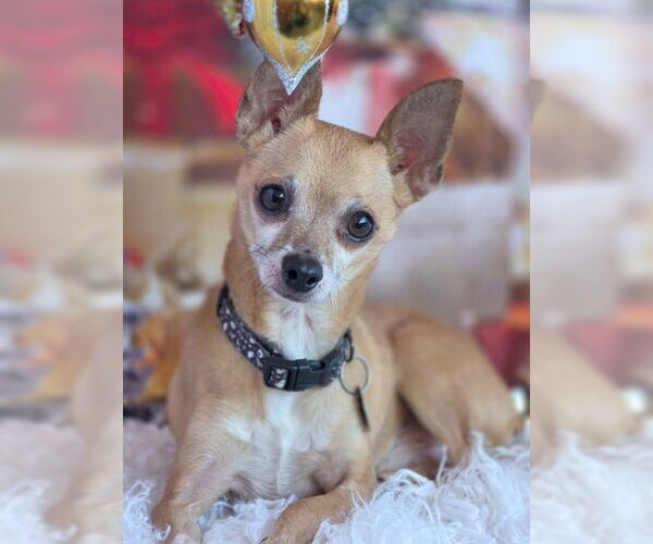Medium Photo #2 Chihuahua Puppy For Sale in Chino Hills, CA, USA