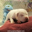 Small Photo #199 Dogo Argentino Puppy For Sale in PINEVILLE, MO, USA