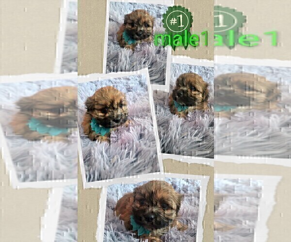 Medium Photo #5 Cock-A-Tzu Puppy For Sale in WOBURN, MA, USA