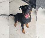 Small Rottweiler Mix