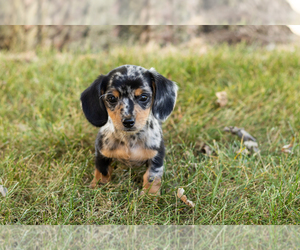 Dachshund Puppy for sale in NAPPANEE, IN, USA