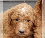 Puppy 3 Goldendoodle (Miniature)