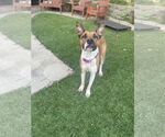 Small #4 American Staffordshire Terrier Mix