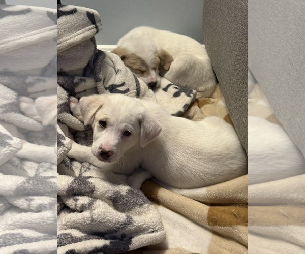 Medium Photo #2 Great Pyrenees-Unknown Mix Puppy For Sale in pomfret, CT, USA