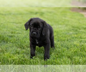 Cane Corso Puppy for Sale in BOURBON, Indiana USA