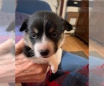 Small Photo #4 Pembroke Welsh Corgi Puppy For Sale in FALLS CITY, OR, USA