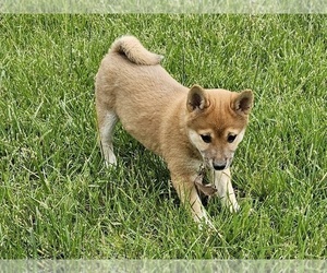 Shih Tzu Puppy for sale in CLARK, MO, USA